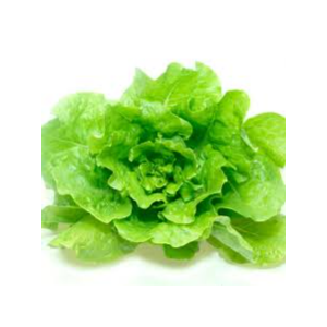 Lechuga Mantecosa 1/2kg